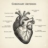 Medical Anatomy Infographic Architect — preview 3