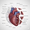 Medical Anatomy Infographic Architect — preview 6